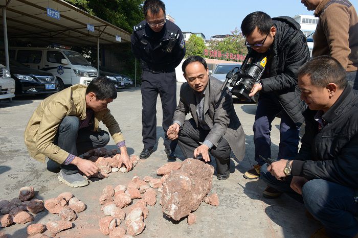 河源恐龍博物館接收巡警查獲的116枚恐龍蛋化石