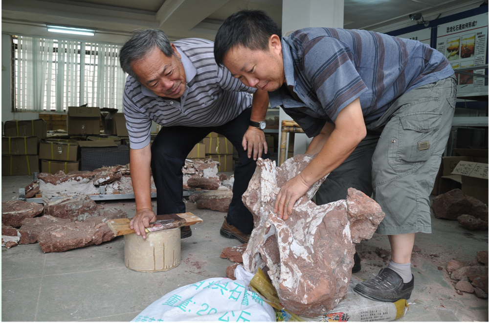 2010年8月，董枝明（左一）在河源市博物館鑒定巨龍類恐龍椎體化石.png